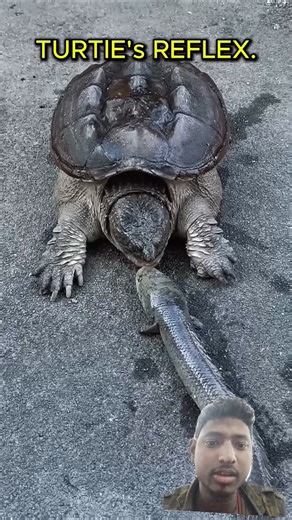 TURTLE REFLEX VS CAT REFLEX! #shorts #shortvideo #youtubeshorts
