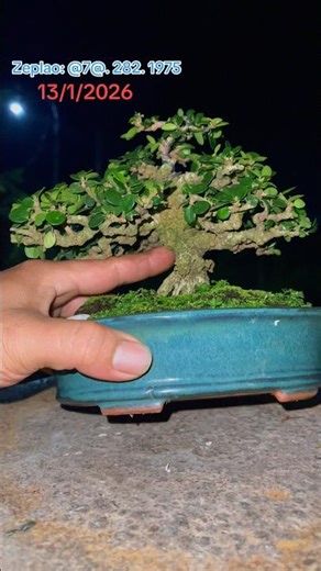 Miniature Sam Nui Bonsai #bonsaimini #TuanCaiMon . 13/1/2026