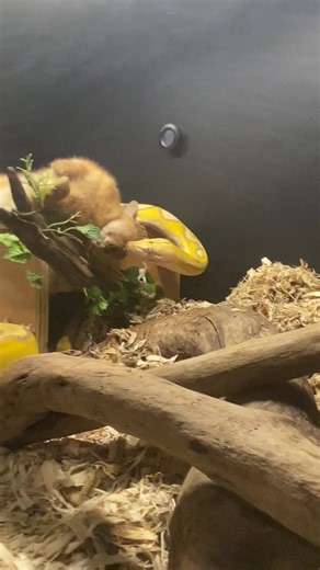 MEDUSA🐍vs RABBIT 🐇 #reptiles #reptilesoftiktok #reticulatedpython #6foot #snake #snakesoftiktok #snakebite #reptilekeeper #reptilelover #reptilemom #feedingtimeatthezoo #feedinganimal
