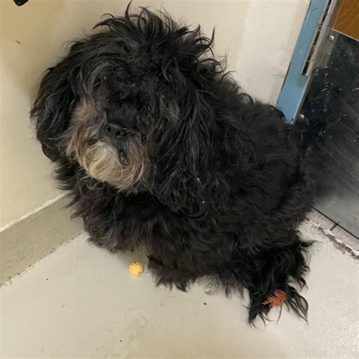 Fremont police investigate whether someone is abandoning small, scruffy dogs across the city