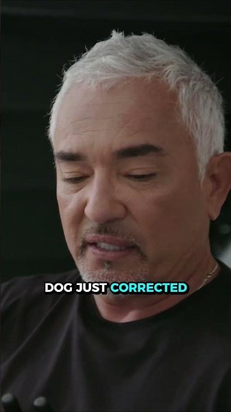 How to Stop One Dog From Policing the Whole Pack | Better Human Better Dog