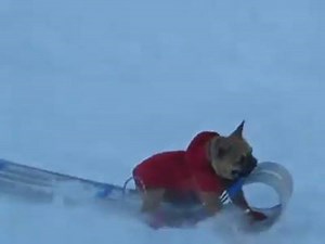 36K views · 743 reactions | An eager dog steals a boy's sled to go for a ride of its own. | Animal Cognition | Facebook