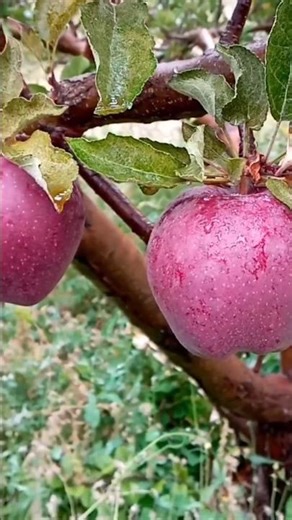 Picking apple fruit on rainy day and biting apple