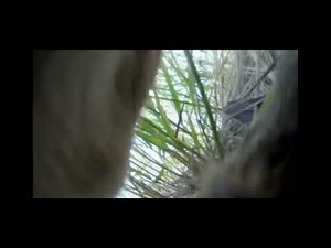 fox swallows gopro whole