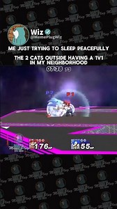 The intense battle of felines 🐈 #memes #funny