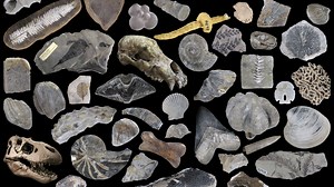 Virtual Collections on the Digital Atlas of Ancient Life — Paleontological Research Institution