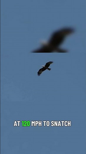 The Ultimate Sky Battle Hawk vs Eagle! 🦅⚔️