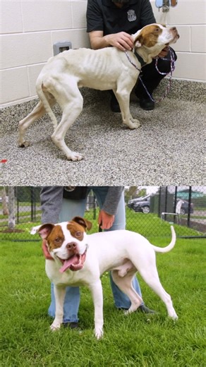 8.6K views · 701 reactions | Bernie arrived at our shelter sick, underweight and dehydrated. He spent months getting the care he desperately needed. Now, he is safe, loved and happy in a forever home. His adopter reached out and let us know that Bernie is a super lovable dog who gets along great with the other dogs in the home. We're so happy for him! #mhumane #betterwithpets #transformationstory #adoptionstory #animalrescue | Michigan Humane | Facebook