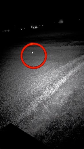 TX-CF-Δ21 // 01:12 Night-vision footage captures a fully formed circular anomaly. No descent recorded. No visible light source during formation. Vegetation collapse appears uniform. Edge density remains intact. Event duration: under 40 seconds. This recording belongs to an unresolved cornfield anomaly sequence. [AI-generated archival reconstruction] #tenebriscontactum #cornfield #nightvision #cropcircle #ufoarchive