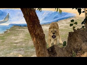 Unbelievable Lion Roar! Caught on Camera in 4K