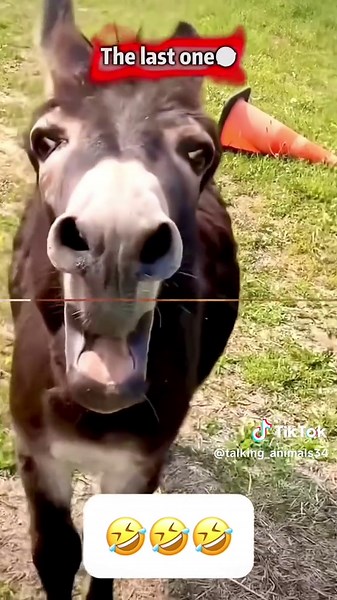 “Funny Talking Pets Compilation” #funnyvideos #animalsoftiktok #voiceover #dogsoftiktok #catsoftiktok #petsoftiktok