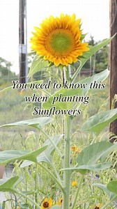 You have to know these things about Sunflowers! 🌻 | B. Blumen Flower Farm