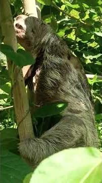 Sloth Rescued With Broken Arm Defies Odds And Heals | The Dodo