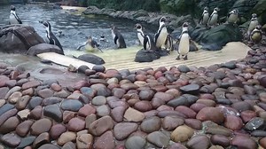 Feeding time for our Humboldt Penguins! Did you know, the spot pattern on their belly is unique and will always grow back the same when they molt. Like this - then come along and find out more at our Penguin Awareness Weekend, starts 20th Jan 2017... details here >> https://twycrosszoo.org/penguin-awareness-weekend [video by Bex, Twycross Zoo Education Ranger] | Twycross Zoo