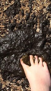 Wet cow poop