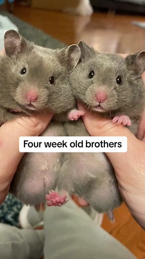 Fava and Bean! #hamstersoftiktok #hamsters #twins #twinning #sweet #smallpets #exoticpets #syrianhamsters #hamster #cute #cuties #cutepets #twinpets #adorable #poppybeehamstery #poppybeeathome