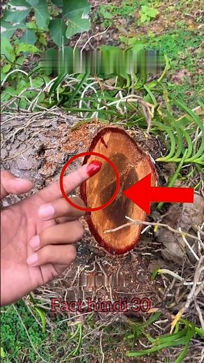 Bloodwood Tree: When a Tree Starts Bleeding Like a Human! #bloodwood #lyunaff #shorts