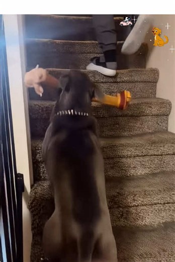 Hilarious Dog Stumbles Down Stairs in Funny Fail Video