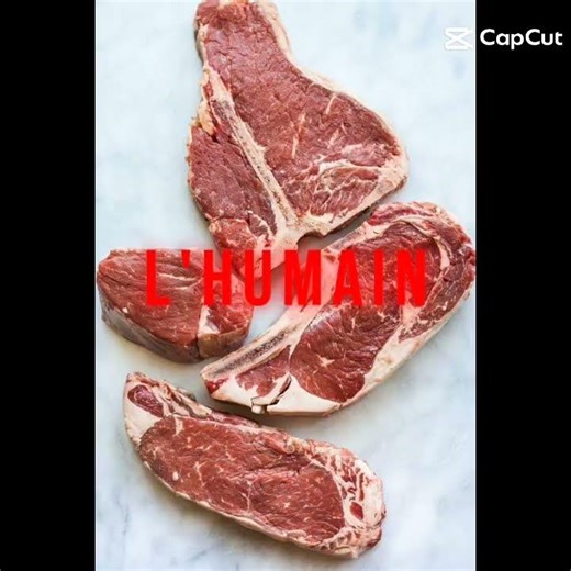 Pourquoi l'humain est stupide ?