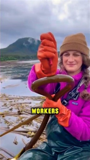 How Giant Sea Kelp Gets Harvested 😳🌊 #shorts