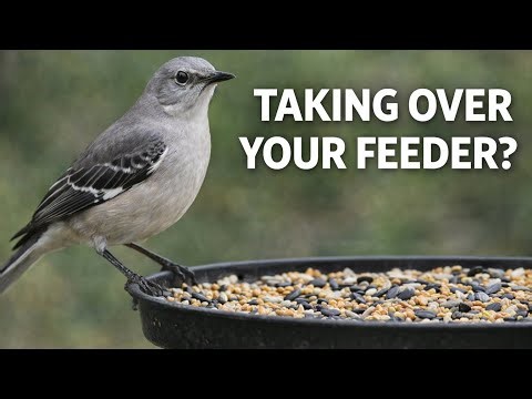Is a Mockingbird Taking Over Your Feeder? Here’s What’s Actually Happening