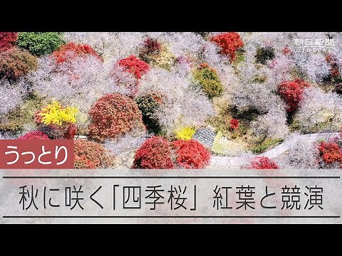 四季桜と紅葉の競演