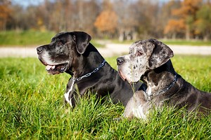 Two hilarious Great Danes scheme for their human's bowl of soup (video)