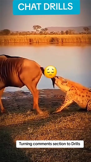 Admiring Nature: A Hilarious Sunset Reflection