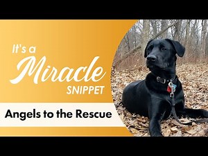 Angels to the Rescue - It's a Miracle Snippet
