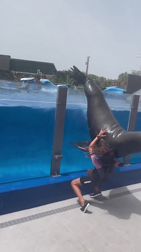 seal really said TRUST FALL 😃 @Nicola Hawkins | seal