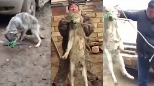 Horrific footage shows gang torture helpless wolf in Kazakhstan