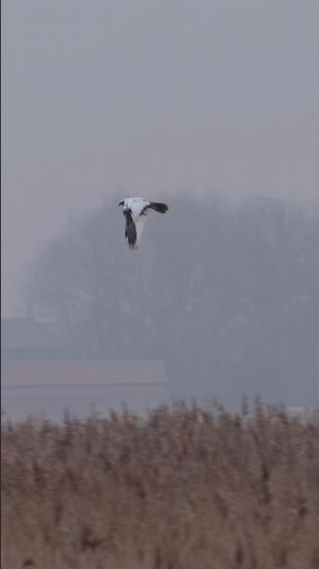 Filming one of the rarest birds of prey in the UK