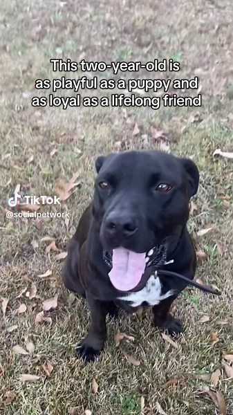 TruBear is a 2-year-old mixed breed, currently living in Kenly, NC, who is full of energy and love! He can’t get enough of tug-of-war, racing around with kids, and chewing on his favorite rawhide bone. This playful boy shines in an active home where someone wants a loyal companion who follows them everywhere. He’s house trained, knows basic commands, and is always ready for fun adventures or snuggles. Think he’s the fun-loving companion you’ve been searching for? Visit rehomewithlove.com to lear