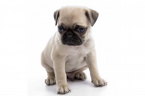 PUG EAR PROBLEMS: TIPS AND TREATMENTS — ILLUSTRATOR / WIZARD / WEIRDO