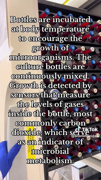 ANSWERING YOUR MOST ASKED QUESTION IN DETAIL ❤️🩸#microbiology #micro #culture #bacteria #streaking #gramstain #gramstaining #bloodcultures #streptococcus #staphylococcus #gramnegativebacteria