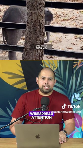 Baby Elephant Lomphat's Inspiring Recovery Journey