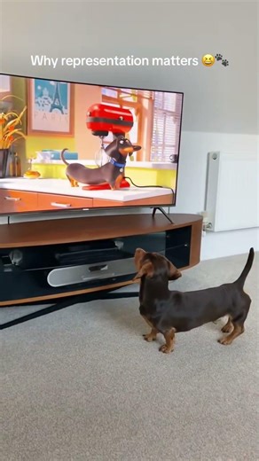 Ranking The Funniest Wiener Dog Videos #dachshund #puppy #funny