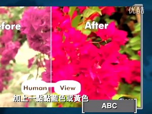 Dog TV狗狗电视开播 让爱犬看电视不寂寞