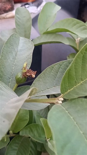 Guava plant pruning for flowering and fruiting # shorts #gardening #guavaplant