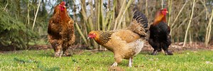 Brahma Chicken: The King Of Poultry (Breed Profile & Care Guide)