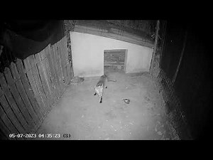 Fox attacks poor chicken
