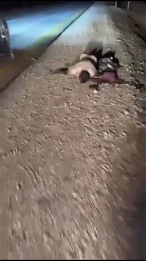 The Israeli Ambassador to Australia needs to be asked what his country has done to find those responsible for this - the car number plates are clearly visible - and whether these individuals have travelled to Australia or are currently in our country.I despair at the inhumanity here (social media is littered with IDF bragging about war crimes) while having to spend 2 years preparing to defend myself in a 3 week trial because I have allegedly offended groups including ‘Israelis in Australia’ who 