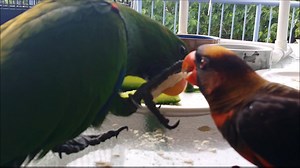 2.7K views · 32 reactions | Pheonix steals Pandas cracker while Merri plays in a tree on the balcony. | Pheonix and friends | Facebook
