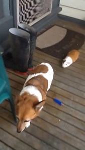 61K views · 2.8K reactions | Guinea pig and dog, best friends for life❤ | MetDaan Animals | Facebook
