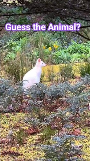 Can Kangaroos be Albino? #albino #rareanimals #wallabies