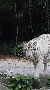 24K views · 811 reactions | Did you know? Tigers can consumer over 90 pounds of meat in one sitting. | Nature | PBS | Facebook