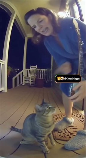 🐱 Cat Playing Mini Banjo on Porch! 🪕 Musical Genius! #Shorts