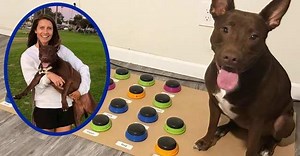 Hold Up: Dog Learns To Talk By Using A Custom Soundboard To Speak!