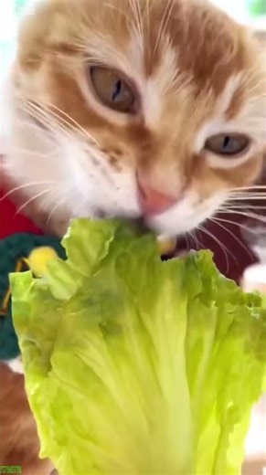 Cat Lover 🐕 Funny Cat Videos ❤️ # #5411