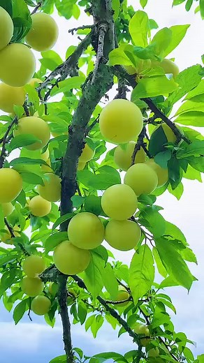 9.2M views · 10K reactions | Planting Your Own Vegetables  Eat What You Grow #reels #fbreels #healthyvegetables #gardening #vegetablegarden #growyourownfood #garden #vegetable #homegrown #organicgardening #gardenlife | Aunty Chhing Lee | Facebook